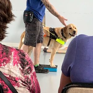 Barney guide dog in training platdform exercise guide dogs uk national breeding centre warwickshire